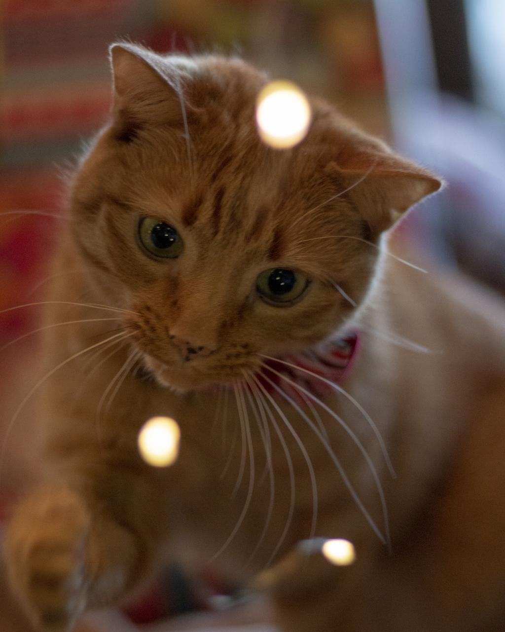 Questioning the Lights
