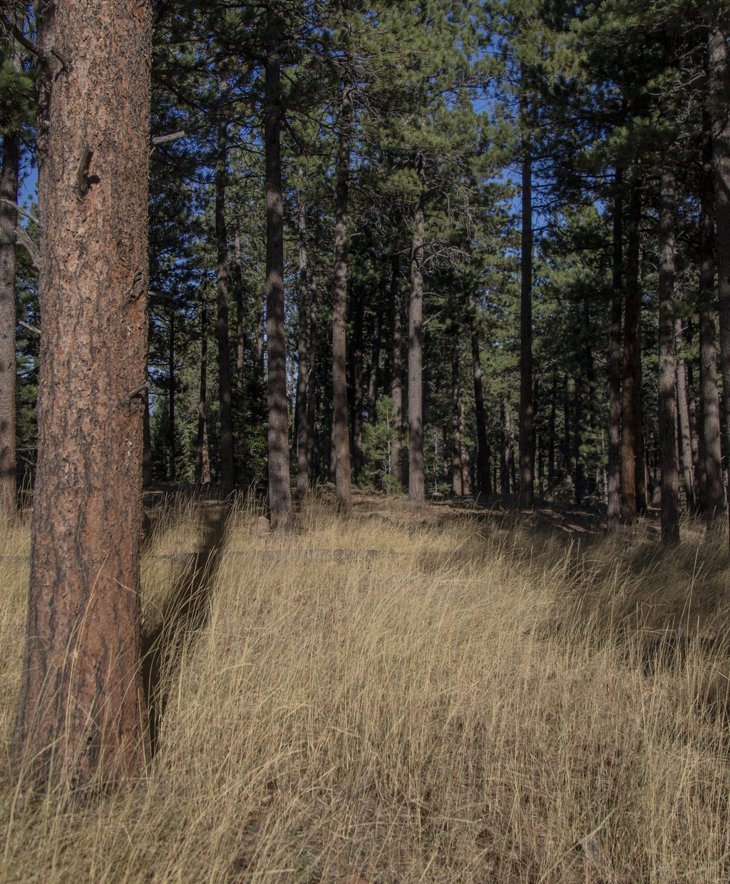 Dry Field