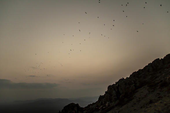 Bats
