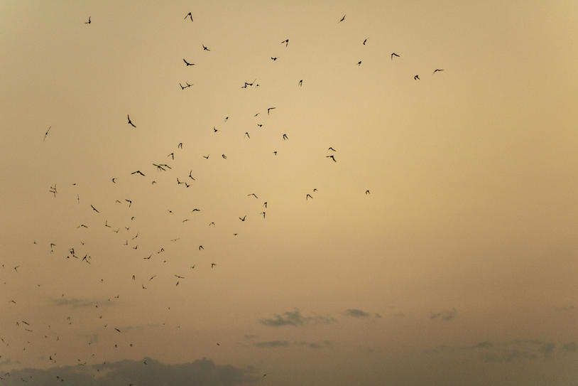 Thousands in the Sky