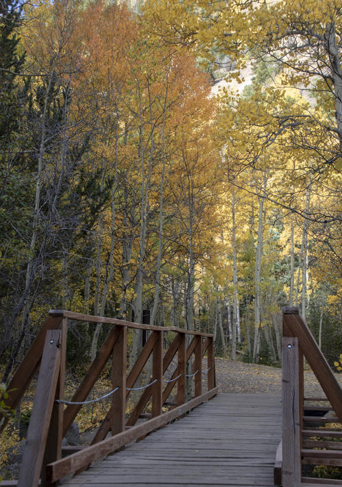 Bridge to Color