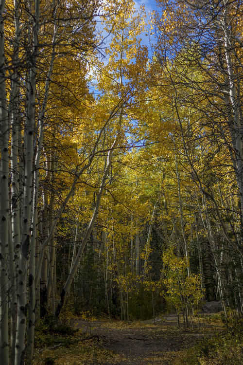 Littered With Leaves