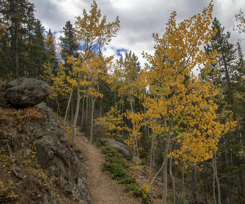 Sparse Aspens