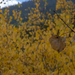 Leaf Peeping at Guanella Pass