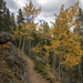 Sparse Aspens