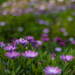 More Daises