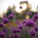 Gomphrena