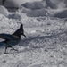 Angry Steller's Jay