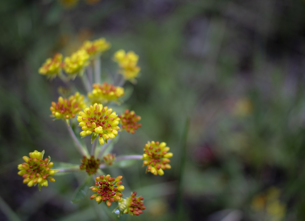 Sulphurflower Buckwheat