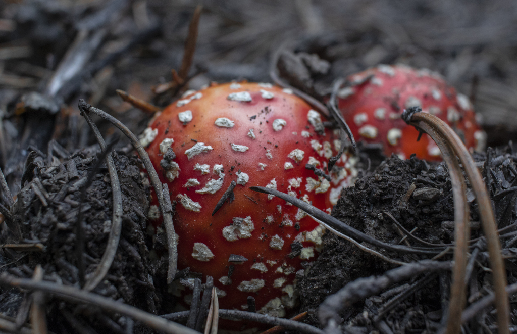 Fly Agaric