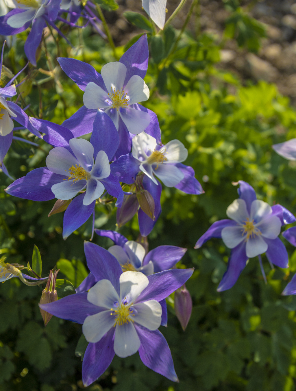 Lots of Columbines