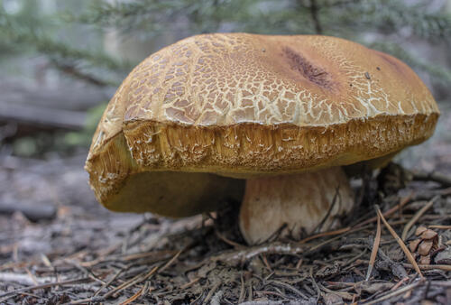 Wild Mushroom