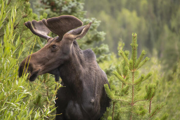 Moose Spotting!