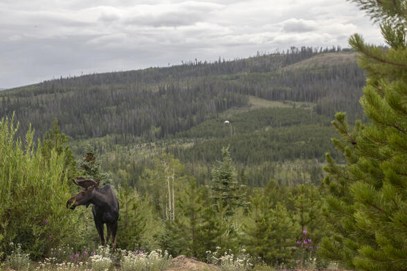 Wild In the Mountains