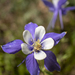 Withering Columbine