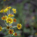 Sulphurflower Buckwheat