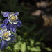 Columbine