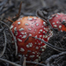 Fly Agaric