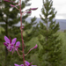 Fireweed