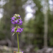 Multi-Level Primrose