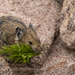 Mountain Pika