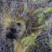 Wild Porcupine