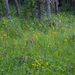 Field Of Flowers