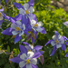 Lots of Columbines