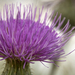 Canadian Thistle