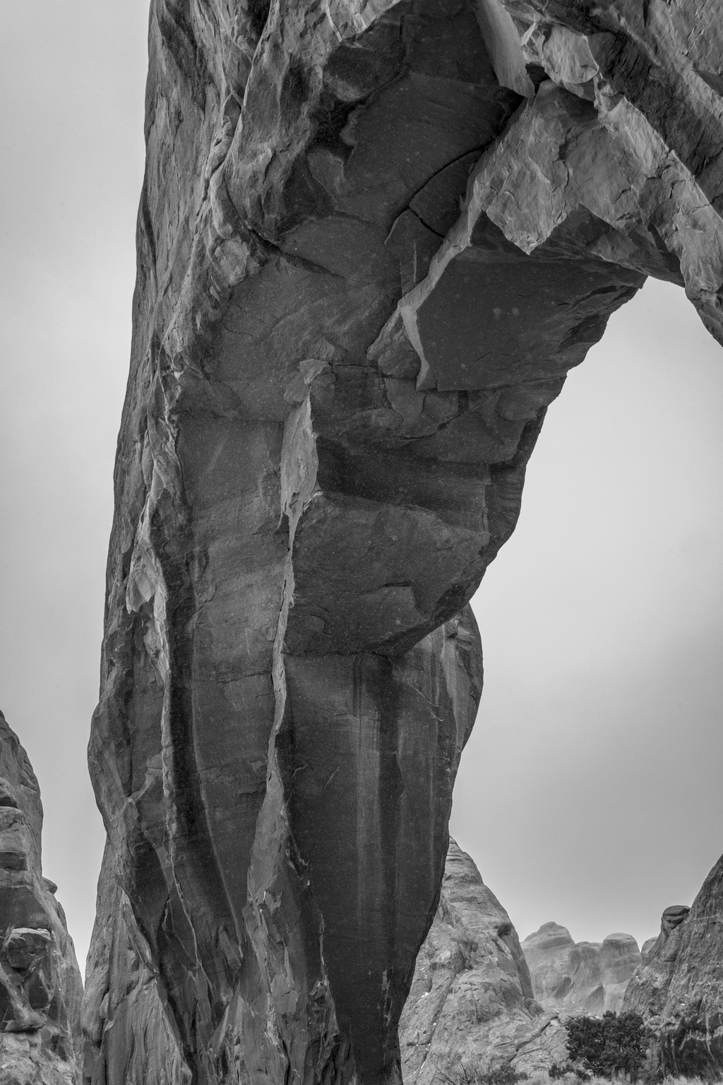 Pine Tree Arch