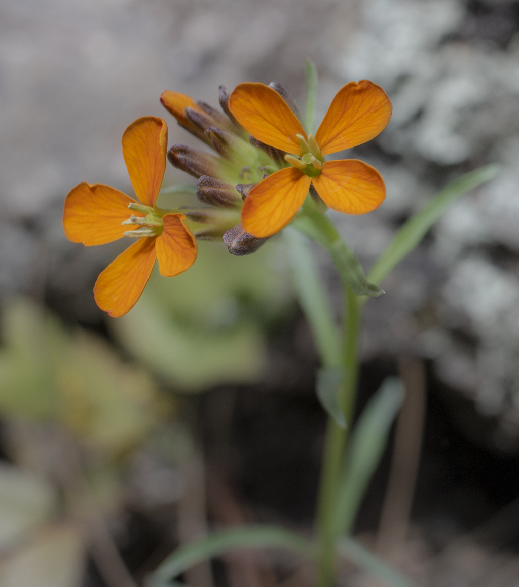 Western Wallflower
