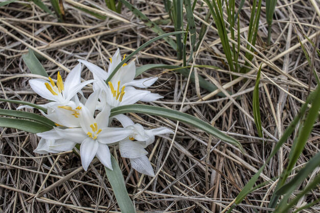 Sand Lily