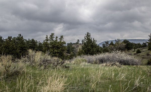 Bitterbrush Trail at Hall Ranch