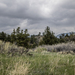 Bitterbrush Trail at Hall Ranch