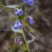 Blue Bells