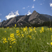 Golden Banners in the Field