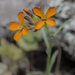 Western Wallflower