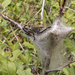 Caterpillar Nest