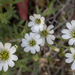 Common Mouse Ear Flowers