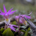 Calypso Orchid