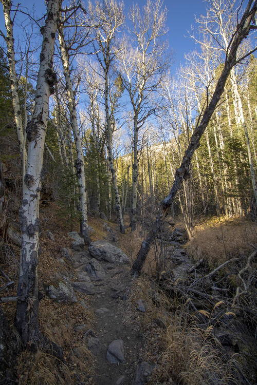 Birch Trees