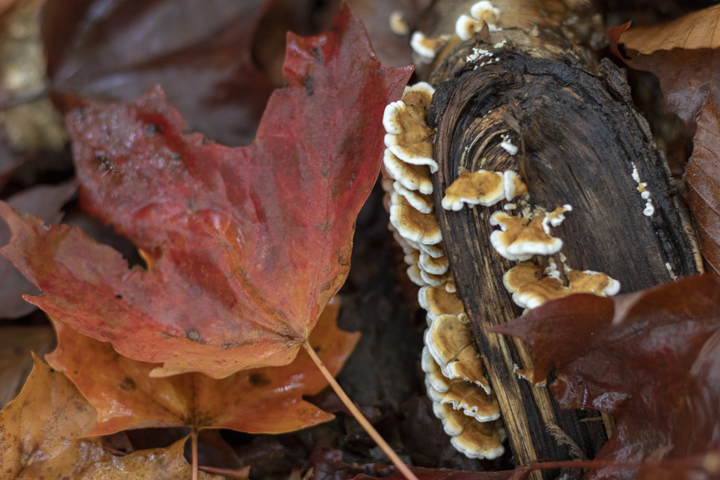Mushrooms Everywhere
