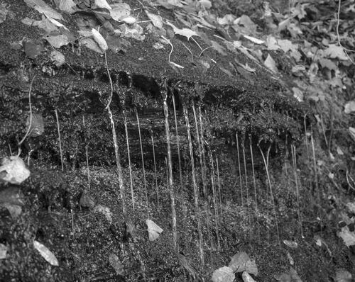 Dripping Water