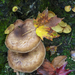 Leaves on Mushrooms