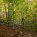 Leaf-Covered Forest