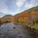 Colorful Trees