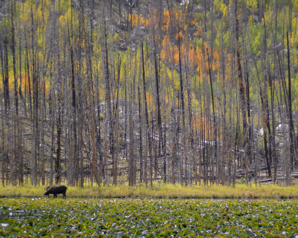 Moose at Cub Lake