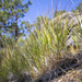 Grass From the Rocks