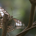 Butterfly Pavilion