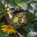 Tailed Jay